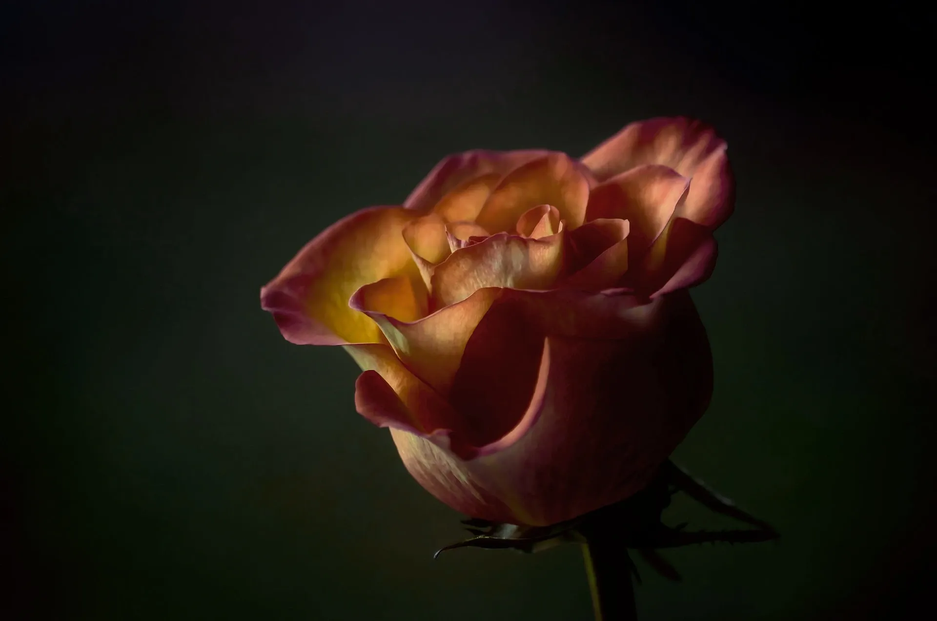 Chiaroscuro lighting on a flower