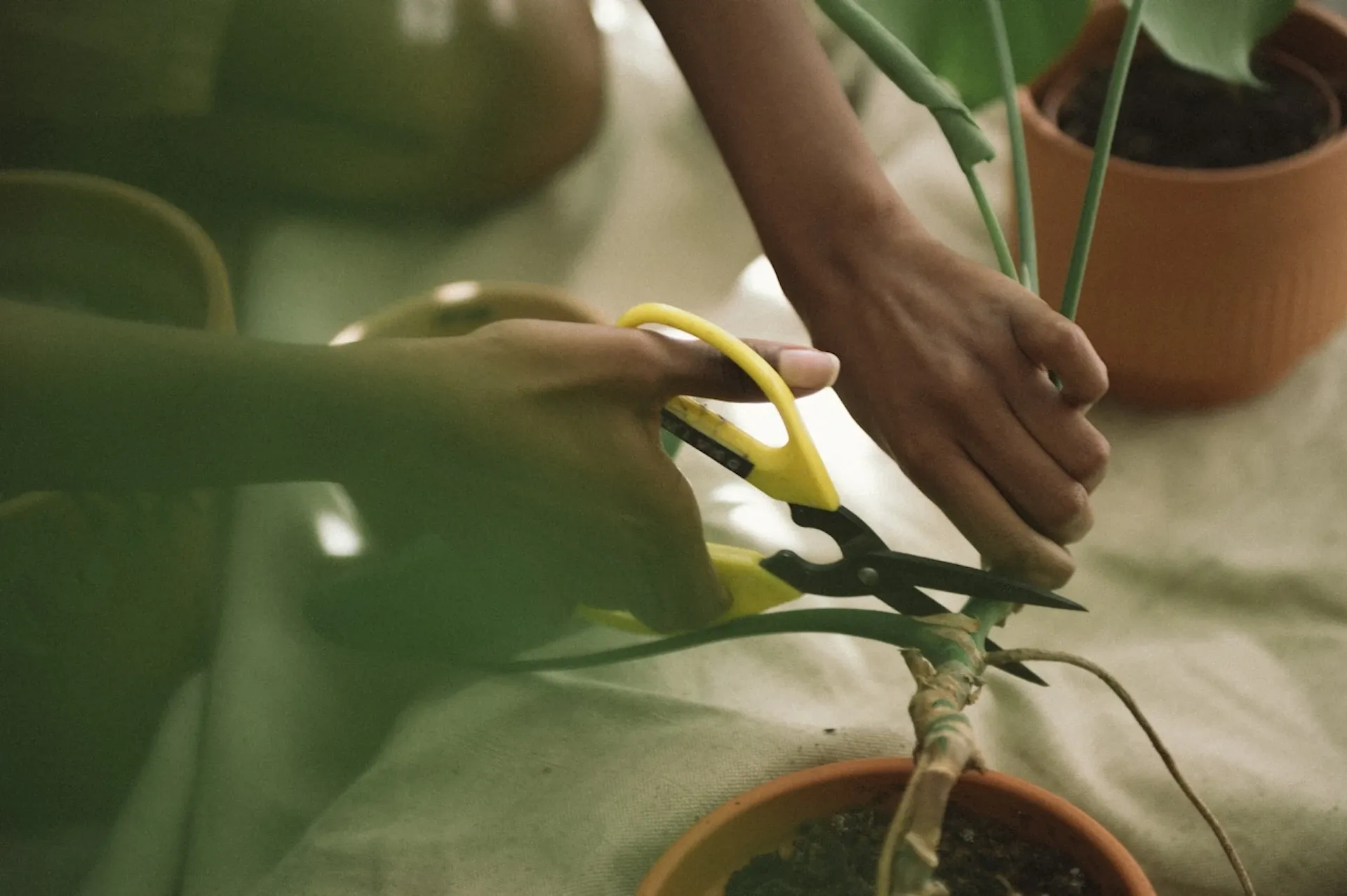 Cutting branches with scissors