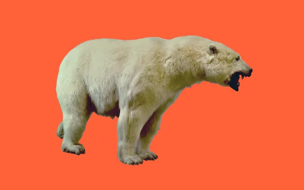 A polar bear